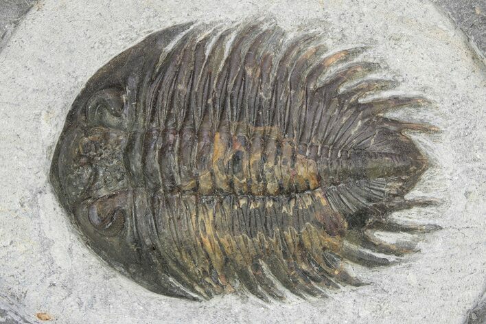Rare Treveropyge Trilobite - Exceptional Specimen #341086
